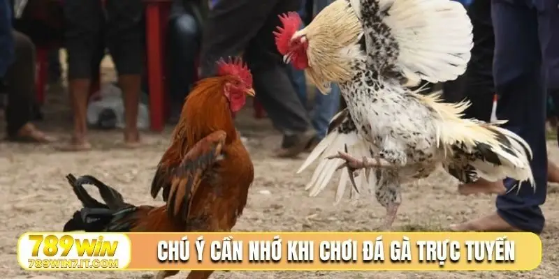 Chú ý cần nhớ khi chơi đá gà trực tuyến