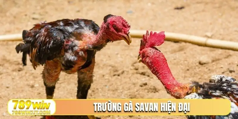 Trường gà Savan hiện đại, sức hút khó bỏ qua
